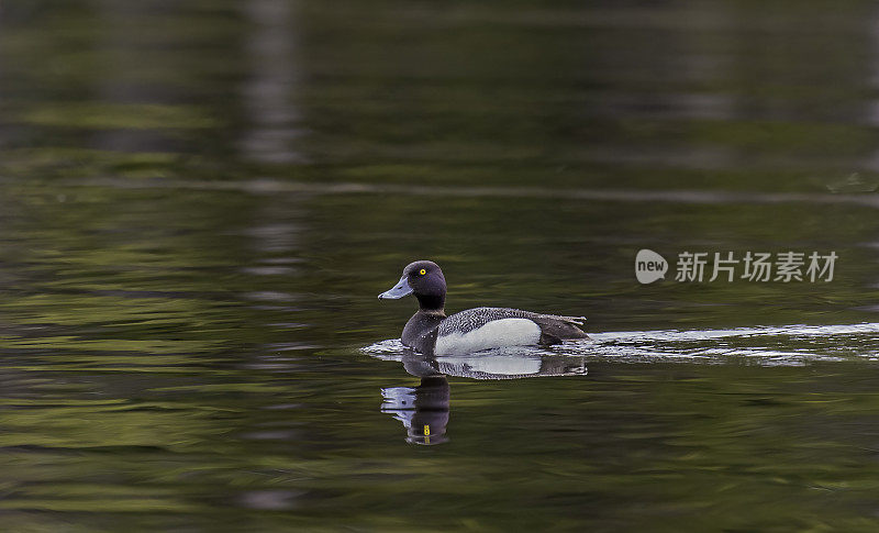 小鳞鸭(Aythya affinis)是一种小型北美潜水鸭。黄石国家公园，怀俄明州。游泳。